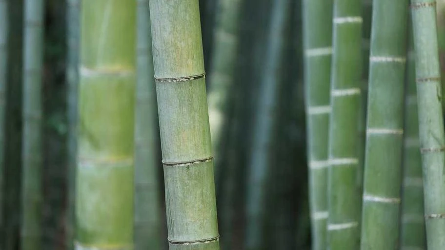 Lợi ích khi ăn trưa tại quán gần công ty.